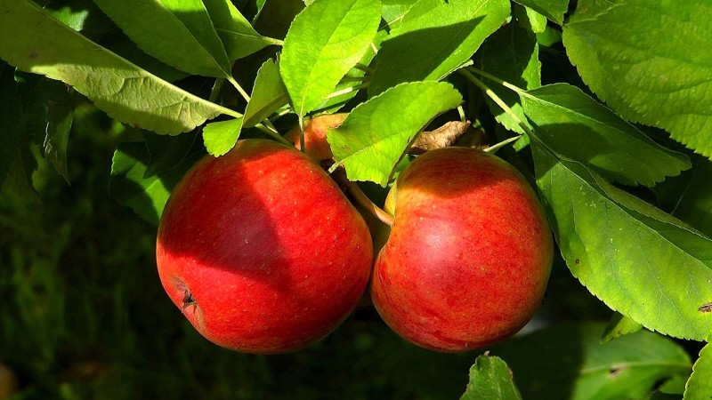 Apfel GartenNatur