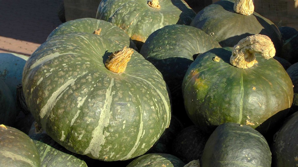 Kürbis | GartenNatur