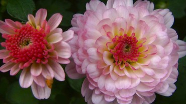 akb-chrysantheme-bluete-rose-gefuellt