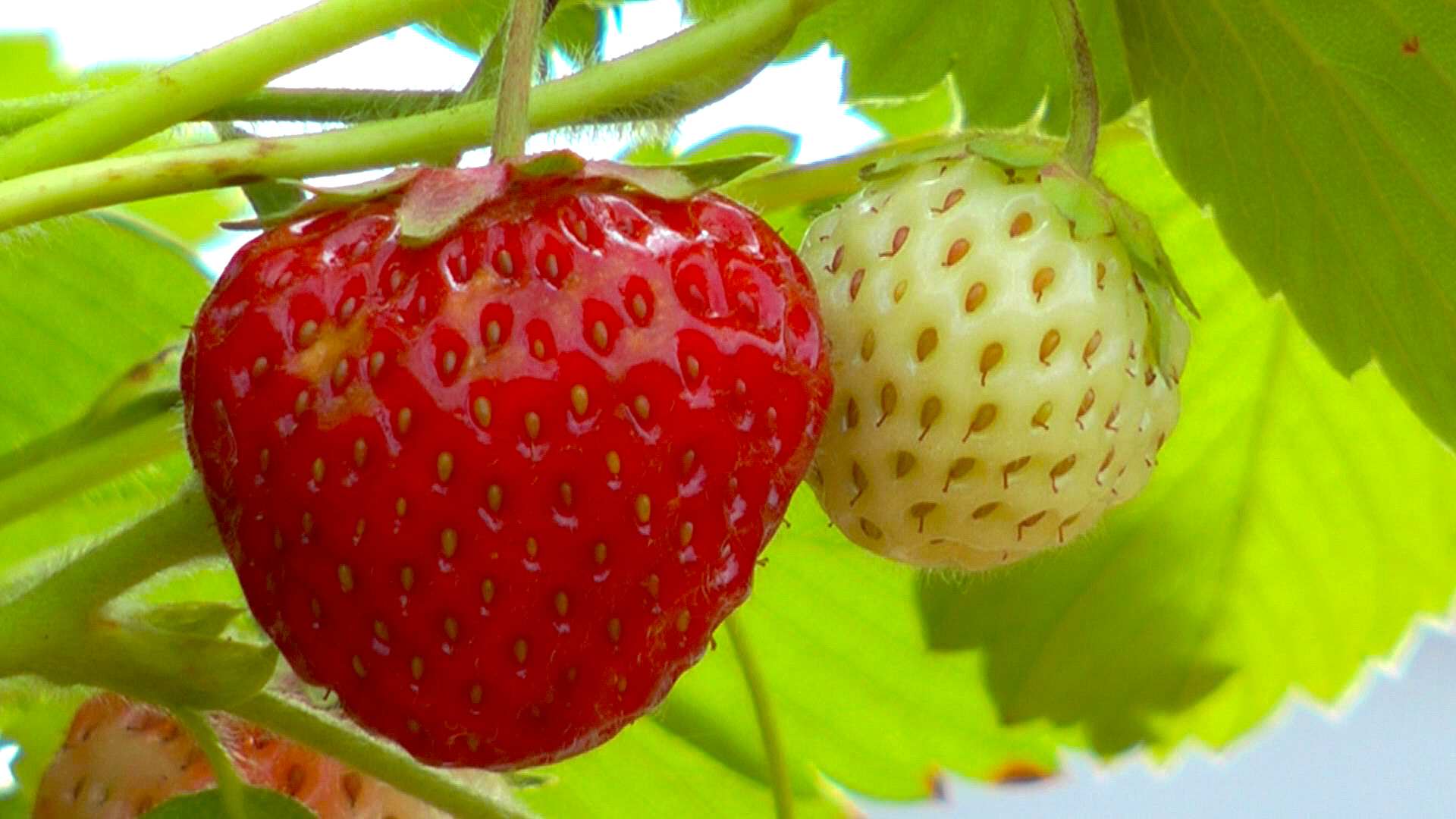 Top 7 von der blüte zur frucht erdbeere 2022