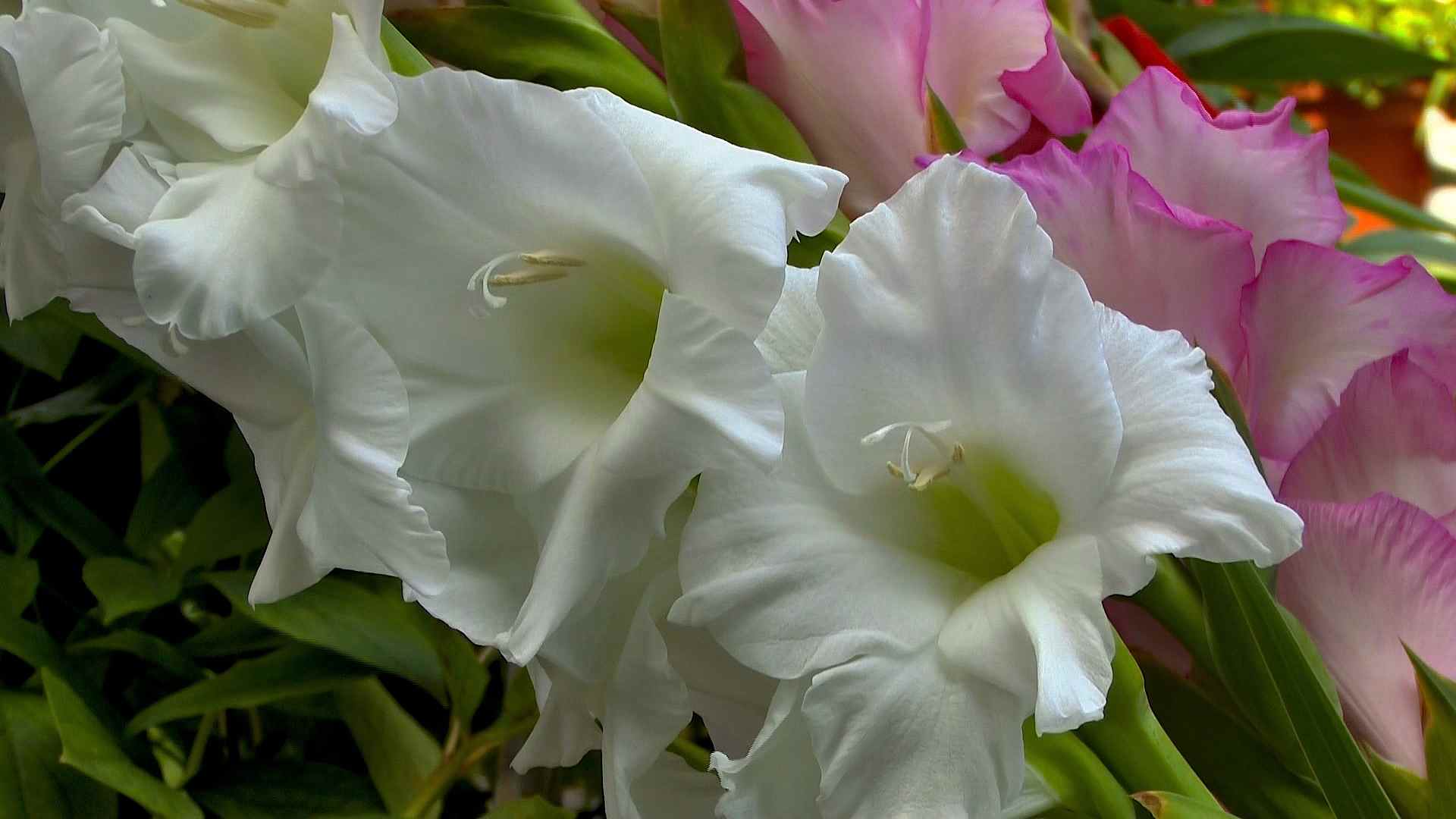 Frische Samen Gladiolus Abbreviatus Gladiole 
