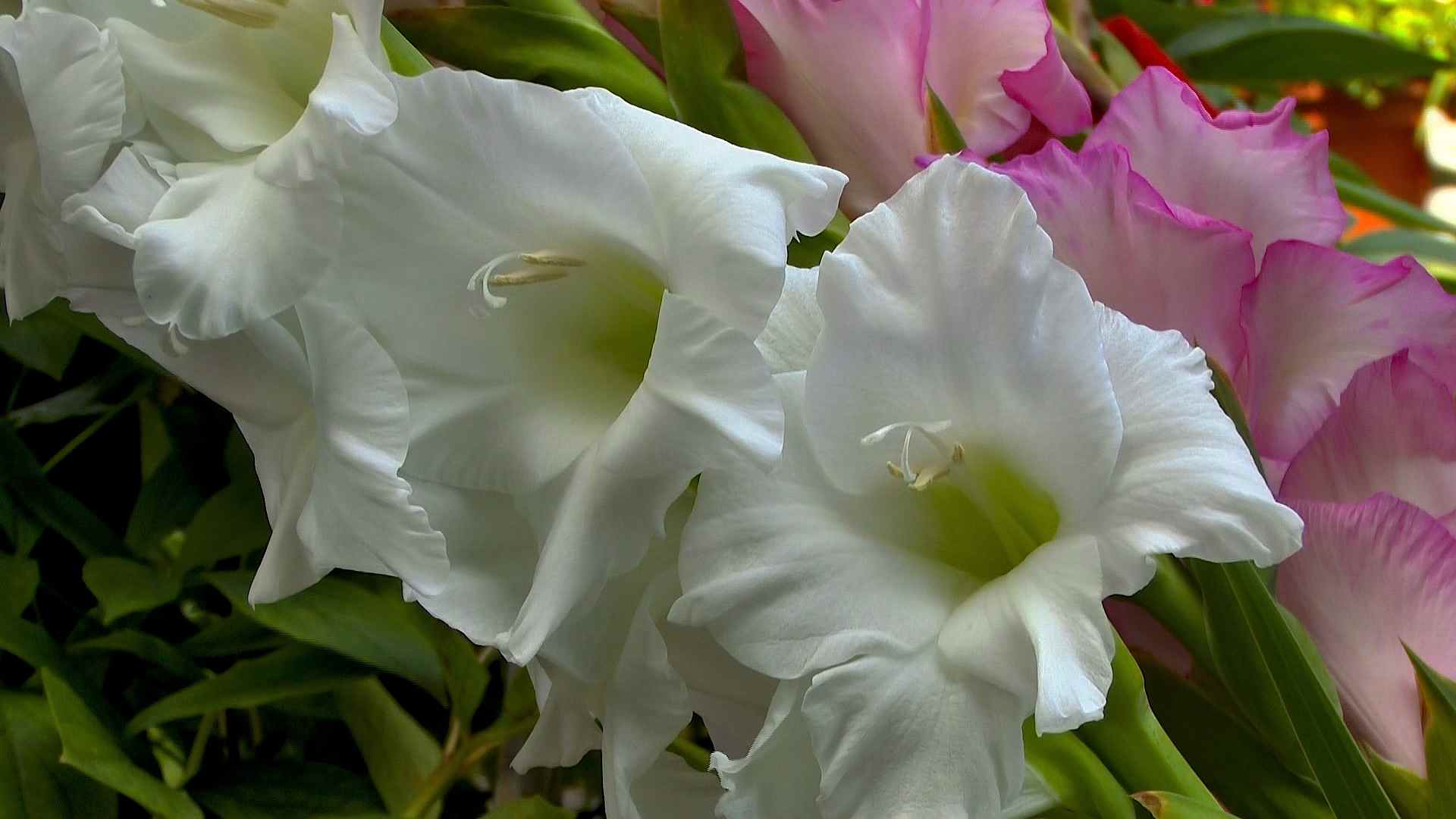 Gladiole Gladiolus Im Pflanzenlexikon Gartennatur Com