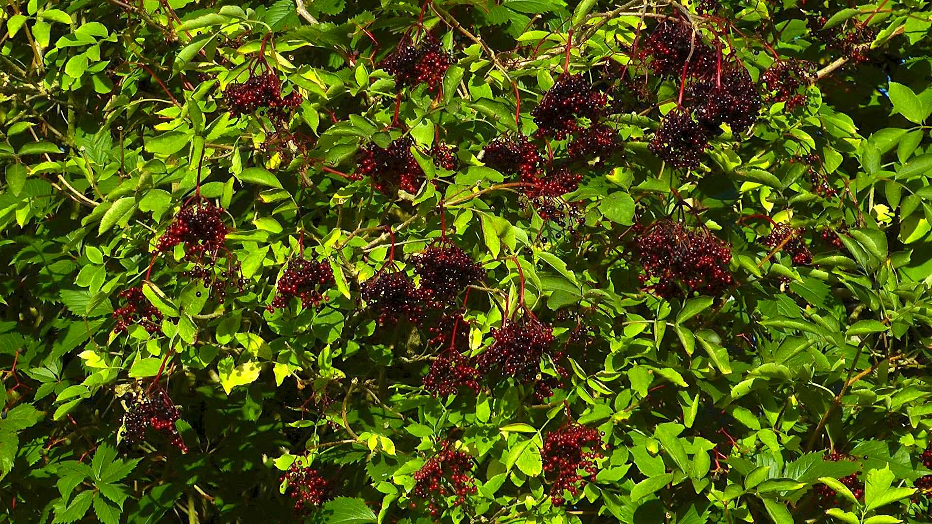 Holunder (Sambucus) - im Pflanzenlexikon &amp;gt;&amp;gt; GartenNatur.com