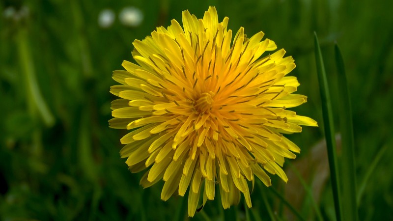 Löwenzahn (Taraxacum officinale) im Pflanzenlexikon >>