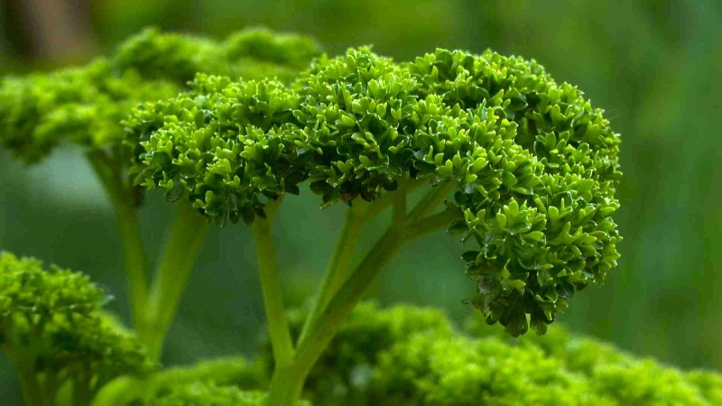 Deve Herbes Reines Petersiliensamenöl – 10 Ml, Naturrein, Therapeutische Qualität