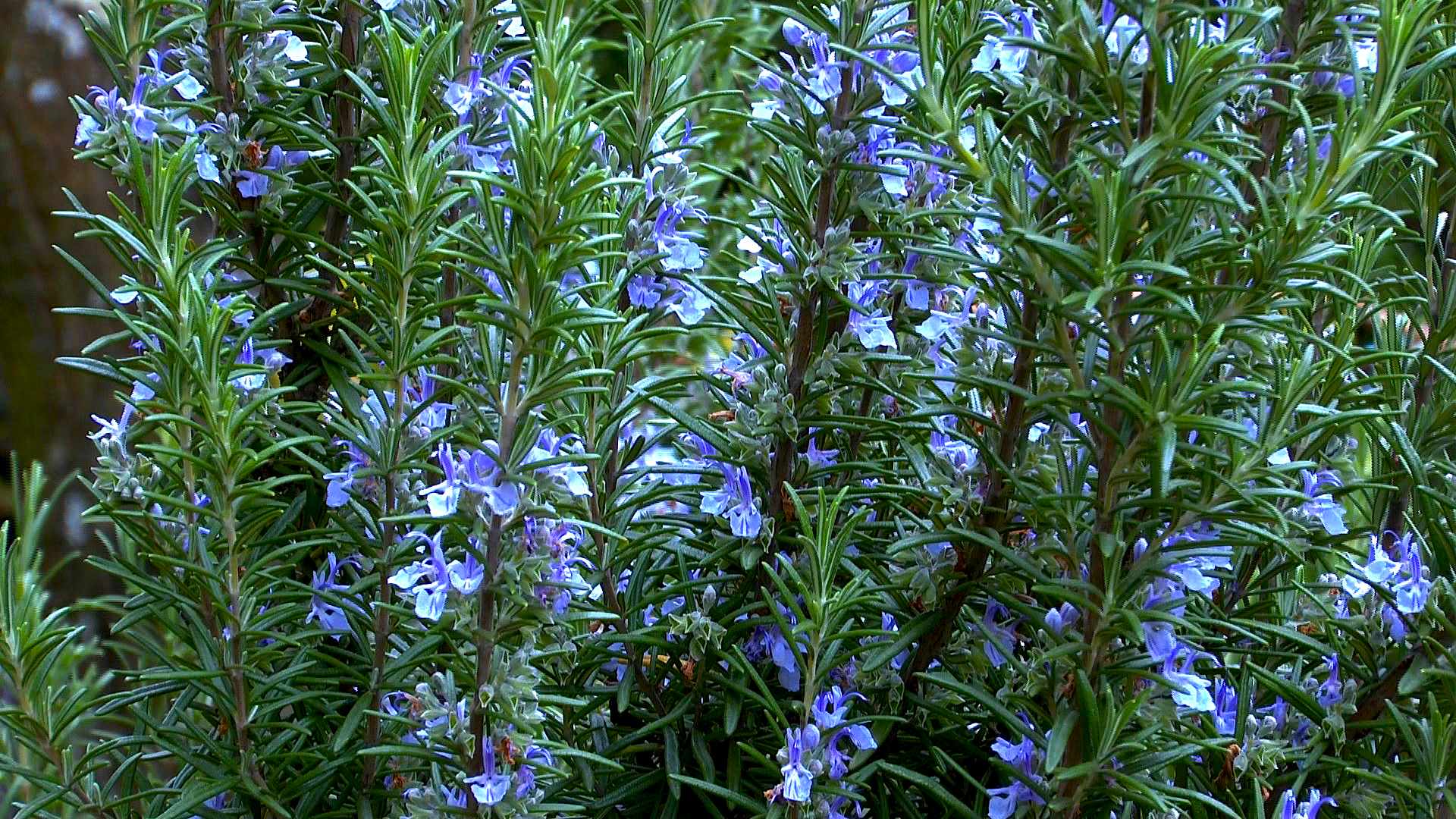akb-rosmarin-blueten