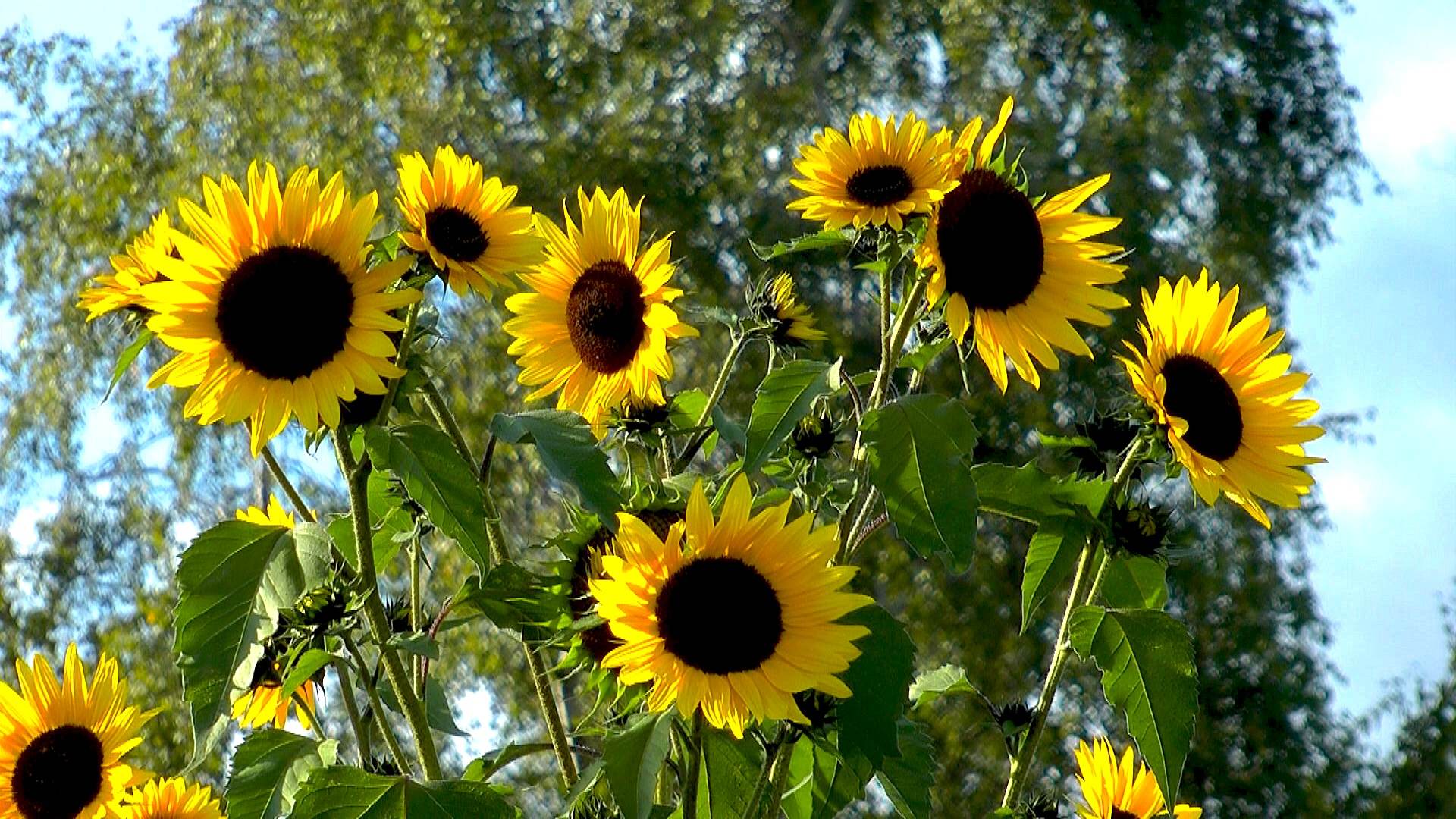 Artikelbild Sonnenblume
