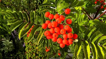 akb-vogelbeere-eberesche-frucht-beere