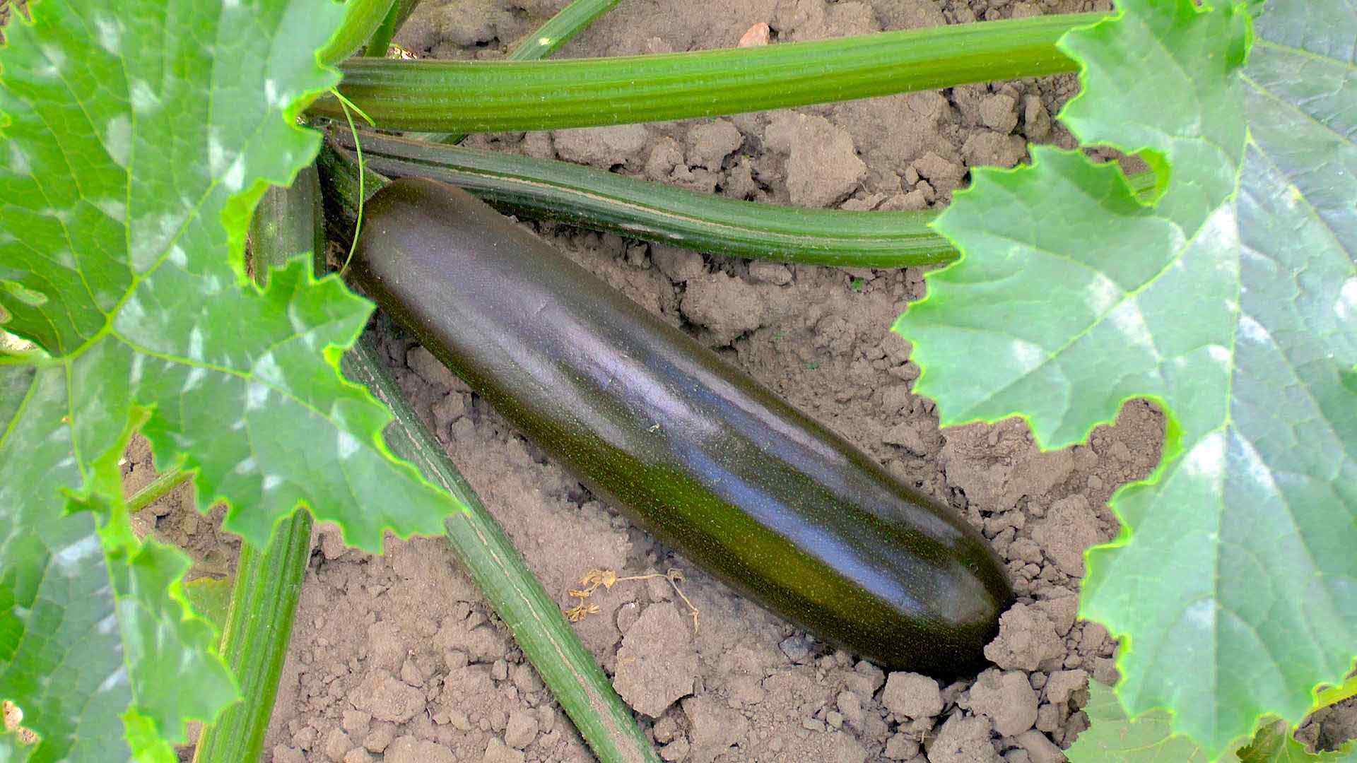 akb-zucchini-feld