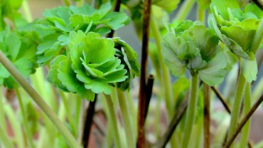 akelei-blatt-austrieb