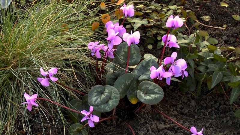 Alpenveilchen Cyclamen Im Pflanzenlexikon Gartennatur Com