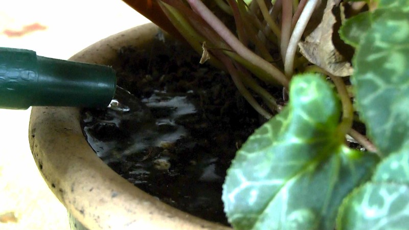 Alpenveilchen (Cyclamen) im Pflanzenlexikon >>