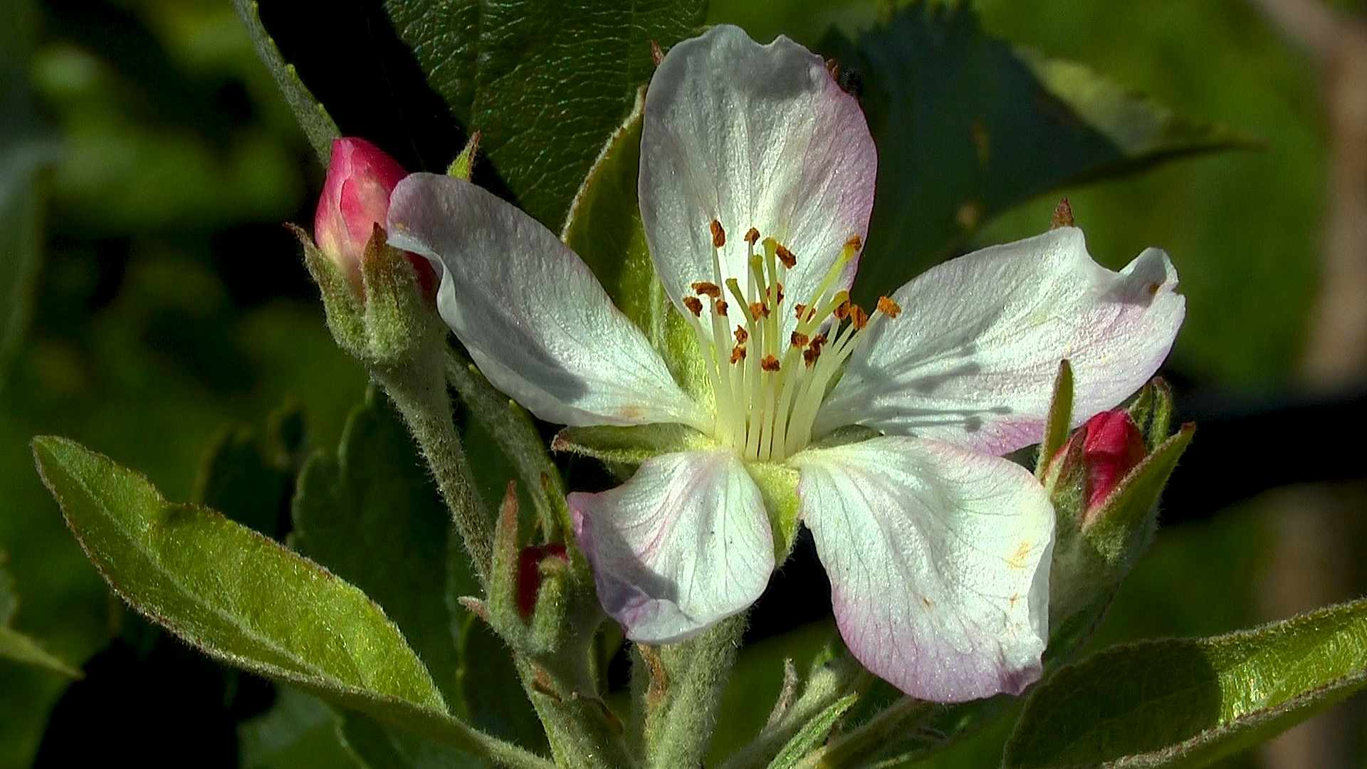 Apfel - Video, Pflegehinweise, Gärtnertipps und weitere ...