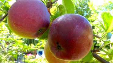 apfel-frucht-nah