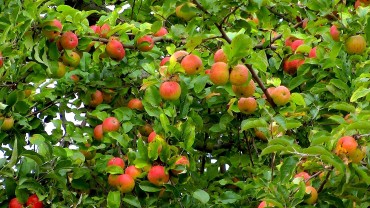 apfel-frucht-reif