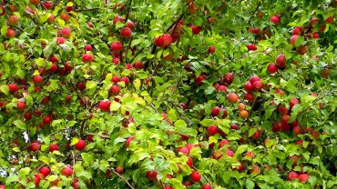 apfel-fruechte-rot