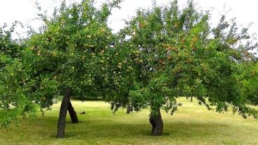 apfelbaum-standort