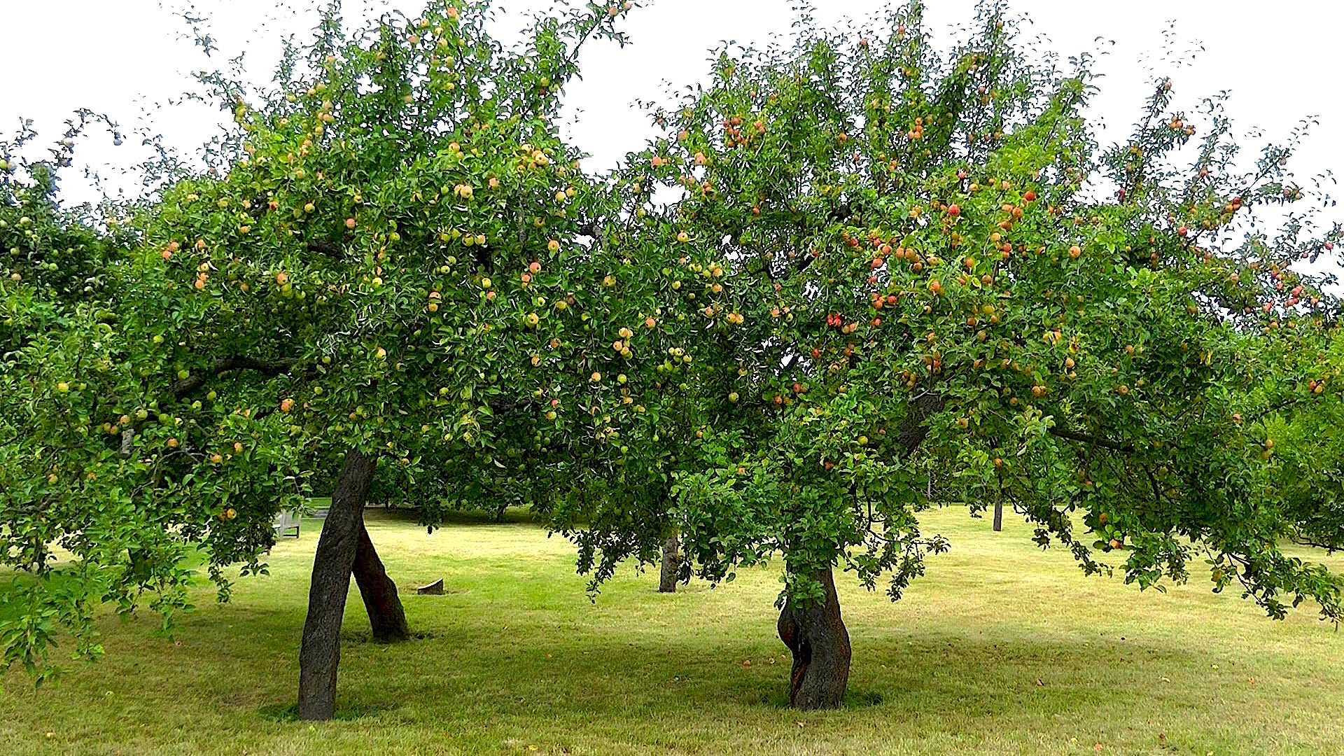 Apfel (Malus) im Pflanzenlexikon >>