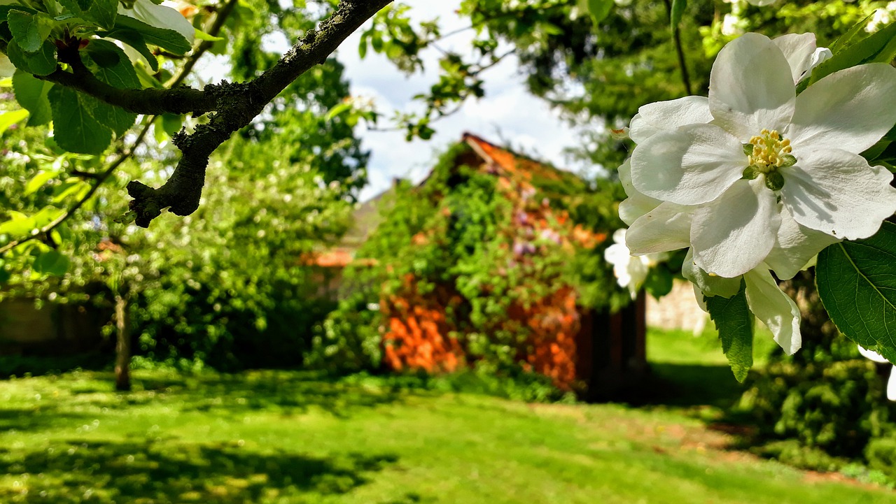 apple-blossom-4842398_1280_sonja-rieck-pixabay