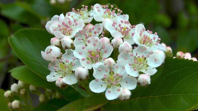 aronia-apfelbeere-blueten