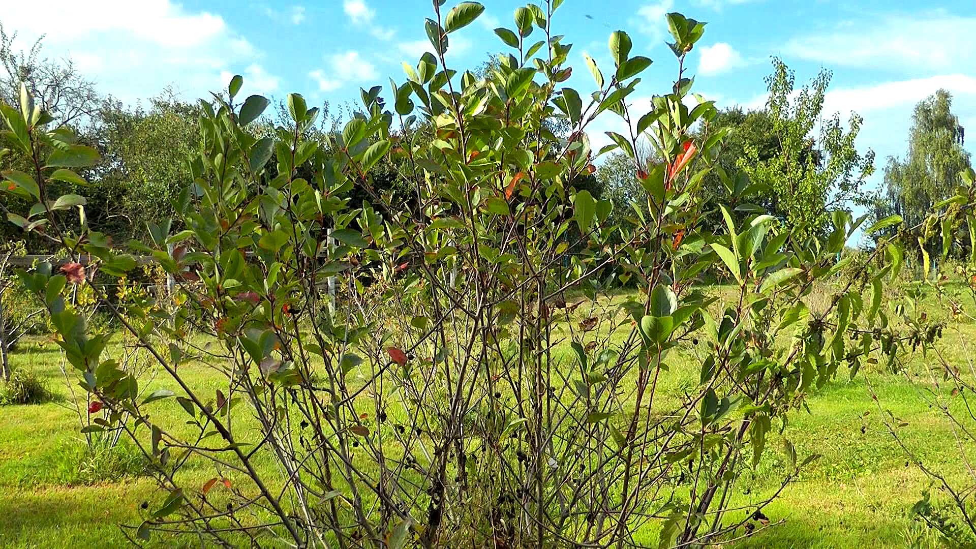 Aronia / Apfelbeere im Pflanzenlexikon >>