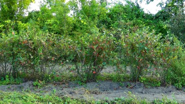 Foto Aronia Hecke