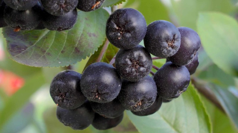 Ernte Aronia Erntesegen Lingonberry