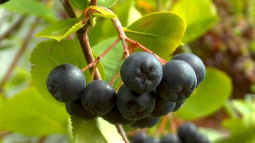 aronia-frucht-apfelfrucht