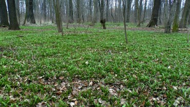 baerlauch-herkunft