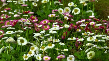 bellis-garten-gaensebluemchen