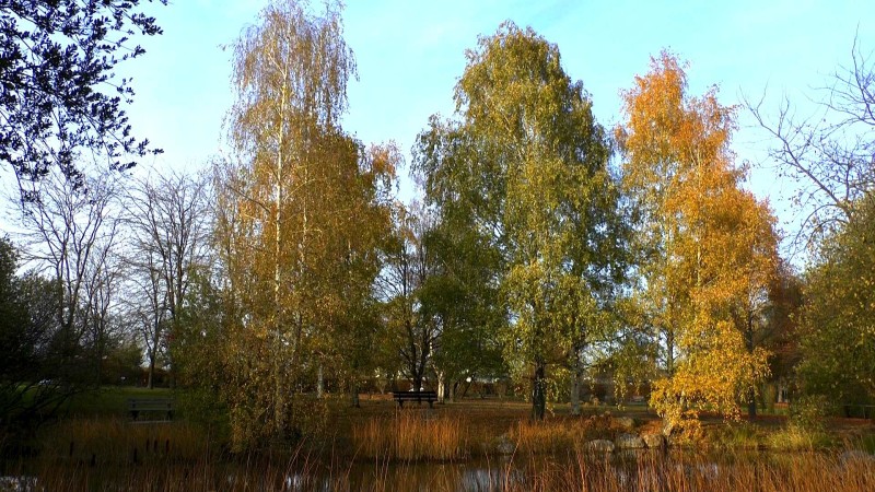 Birke (Betula) im Pflanzenlexikon >>