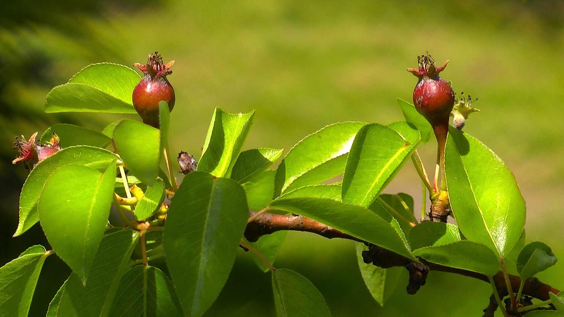 Fruchtform Birne wachsende Sapotilla Baumform Gartenform Fruchtform 