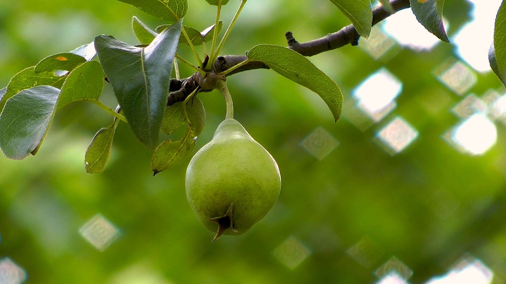 Birne Pyrus Communis Im Pflanzenlexikon Gartennatur Com