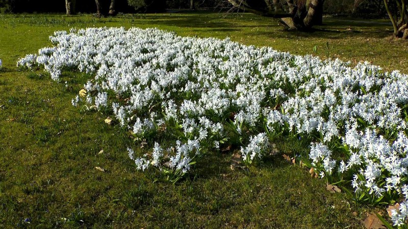 blaustern-scilla-mischtschenkoana-weiss