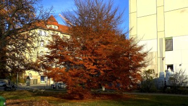 buche-herbstfaerbung