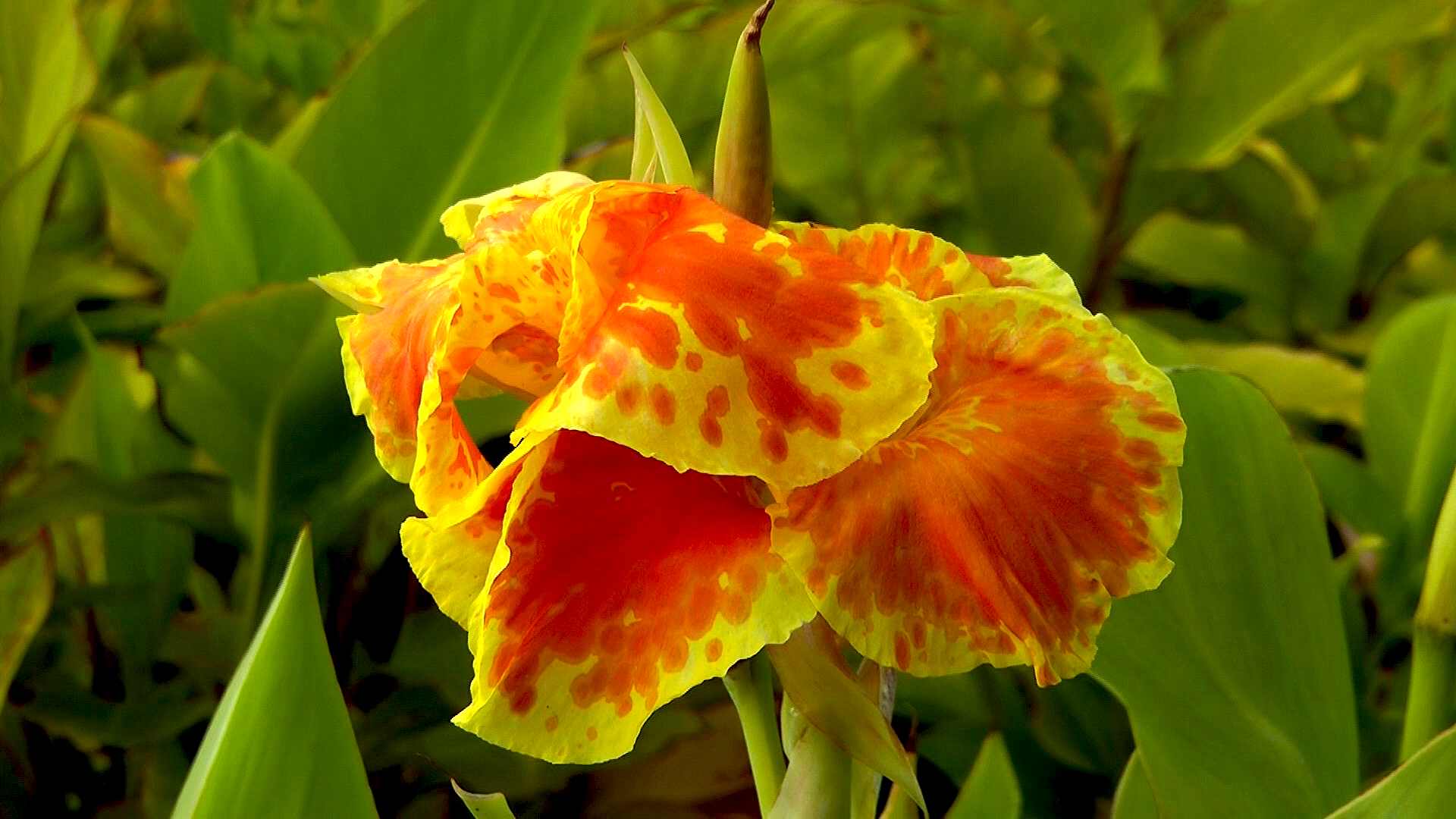 canna-bluete-gelbrot