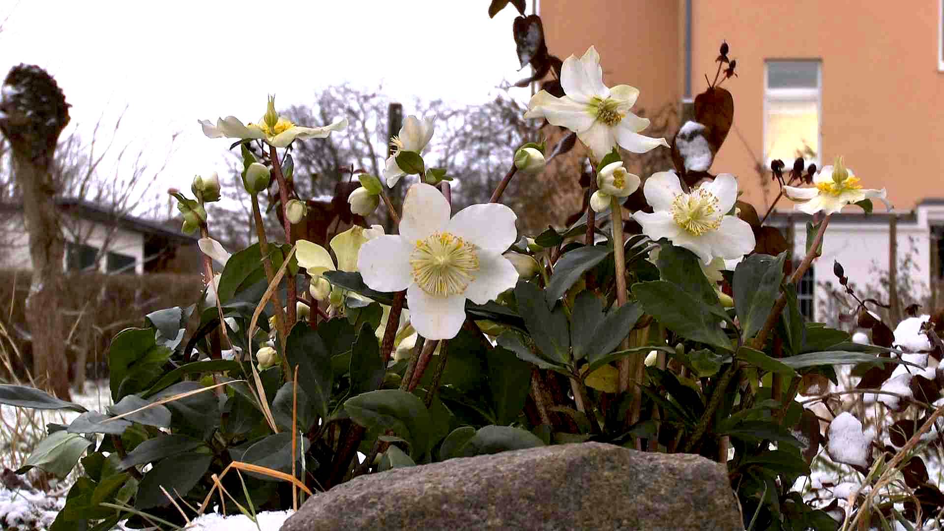 Christrose (Helleborus niger) im Pflanzenlexikon >>