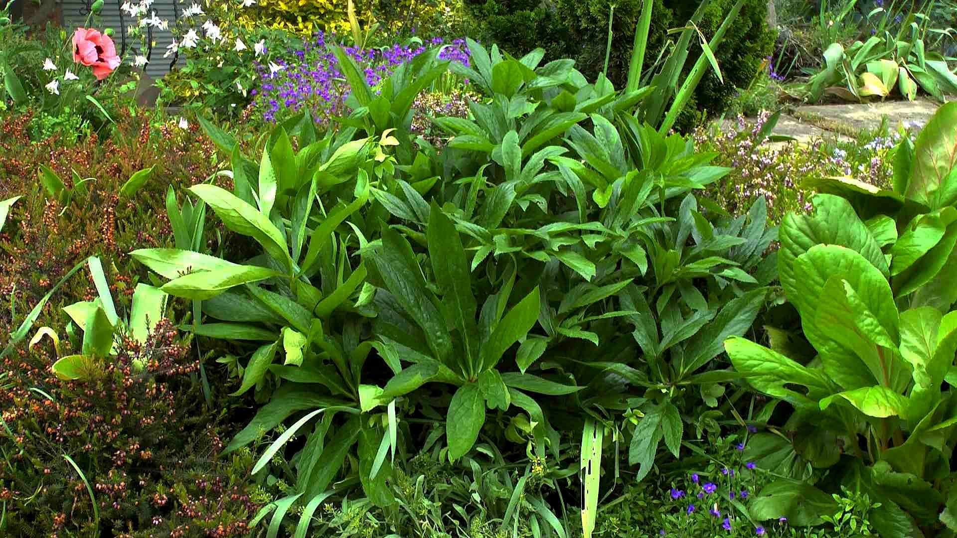 Christrose (Helleborus niger) im Pflanzenlexikon >>