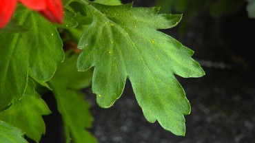 chrysantheme-blatt
