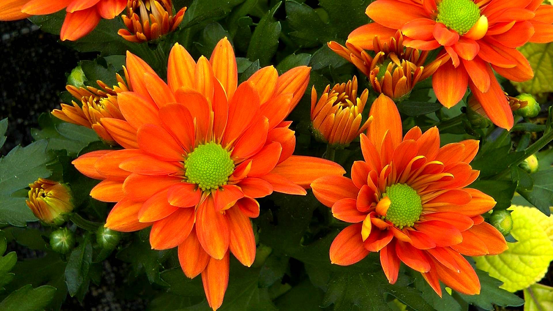 Chysantheme (Chrysanthemum) im Pflanzenlexikon >>