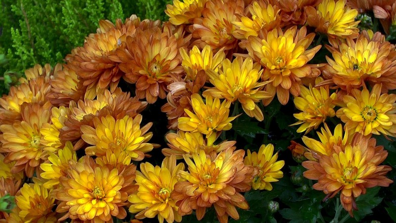 Chysantheme (Chrysanthemum) - im Pflanzenlexikon &amp;gt;&amp;gt; GartenNatur.com