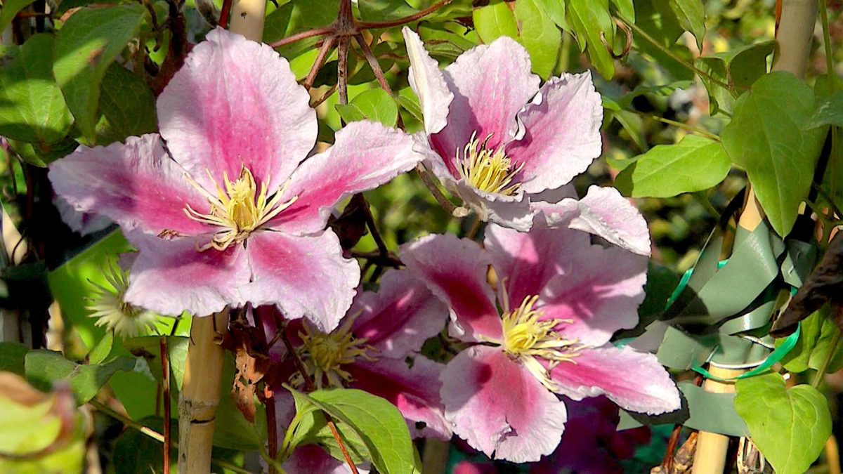 clematis-bluete