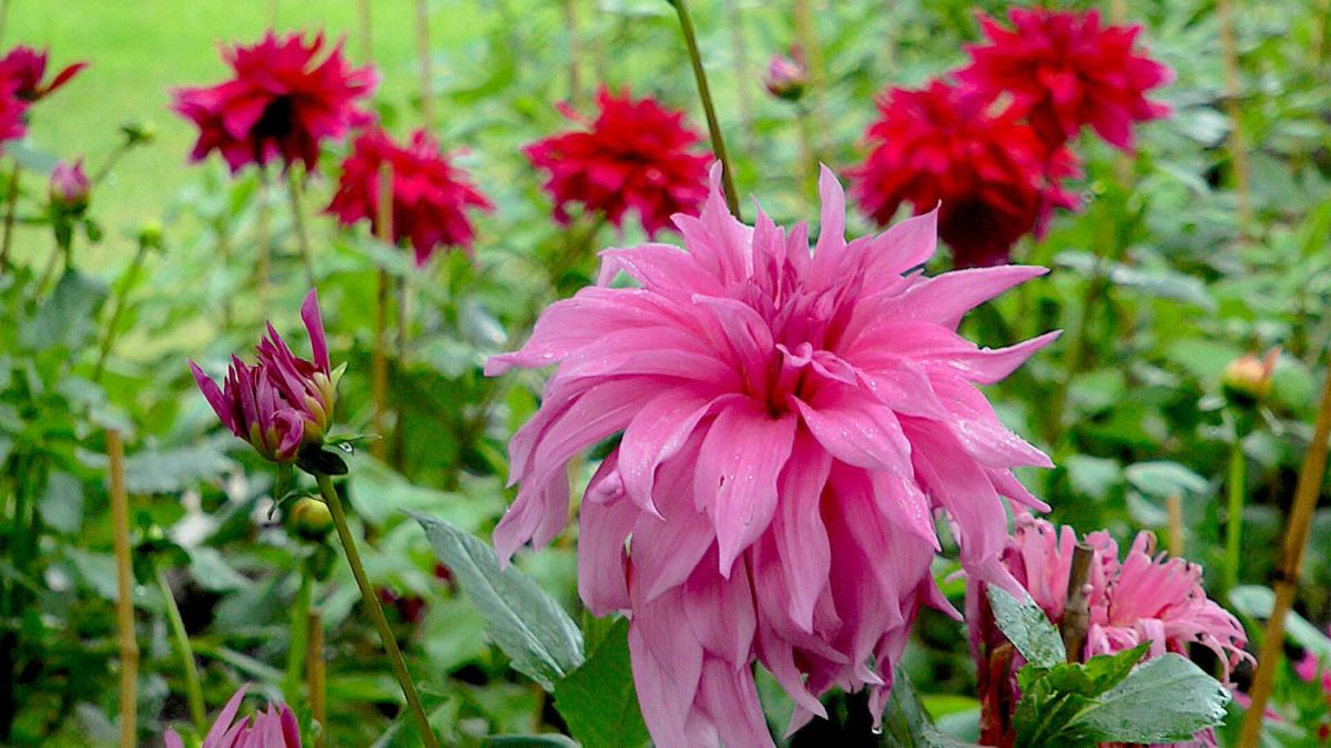 20 beliebte Dahliensorten im Überblick >>