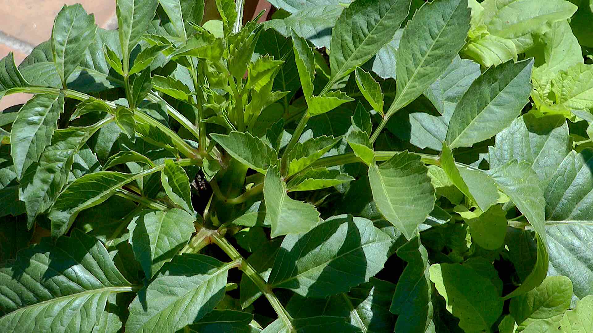 Dahlie (Dahlia) im Pflanzenlexikon >>