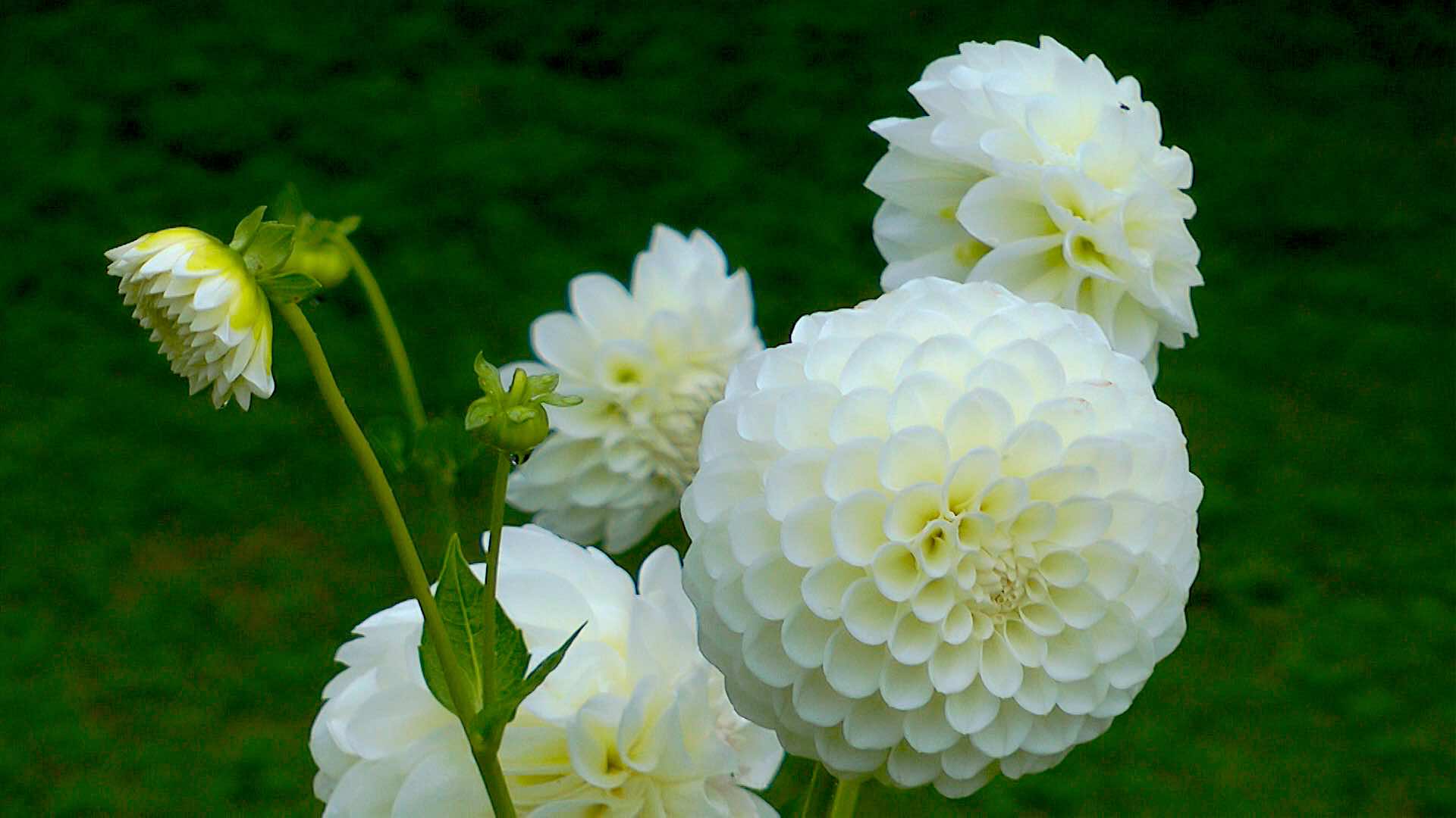 dahlie-boom-boom-white