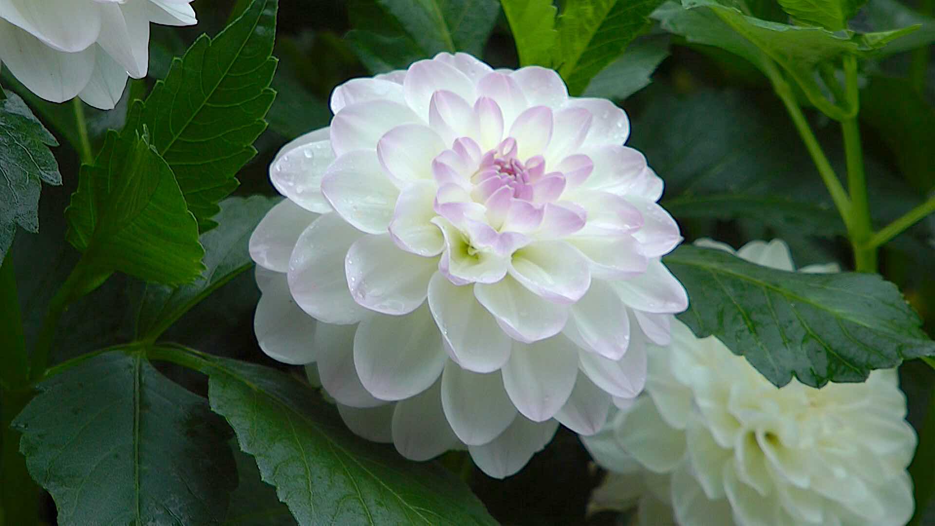 dahlie-eveline