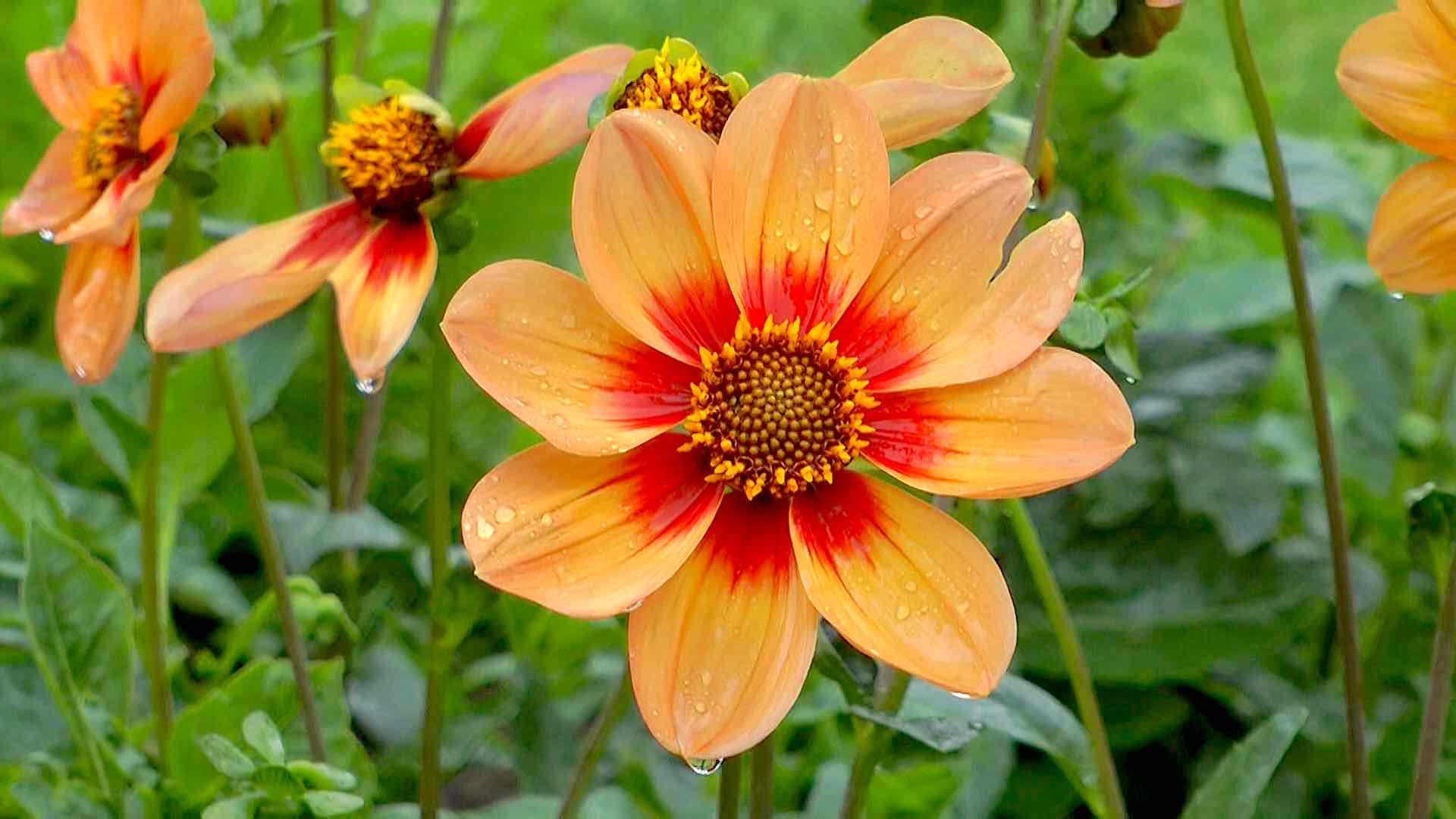 dahlie-herold