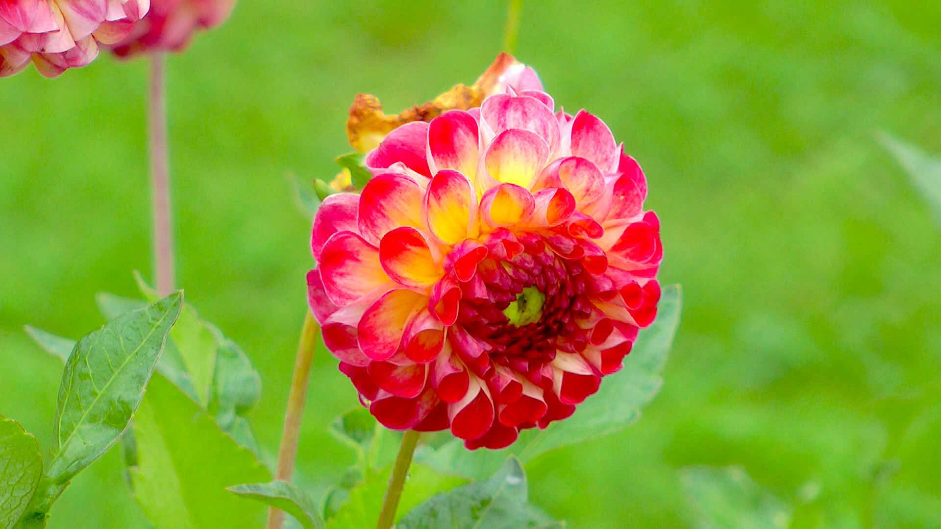 dahlie-kaiser-wilhelm