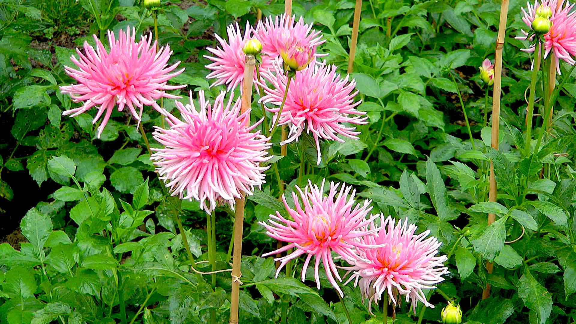 dahlie-park-prinzess