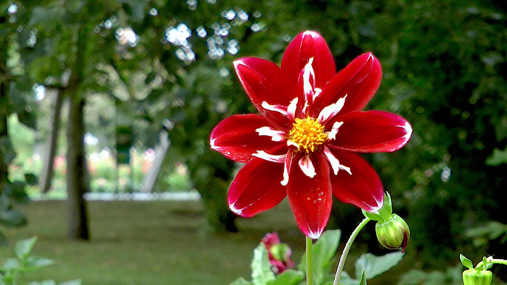 dahlie-stefanie-hertel
